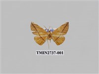 藏品(尺蛾293)的圖片